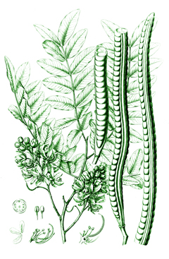 Cassia leiandra Marimari Cassia leiandra Marimari